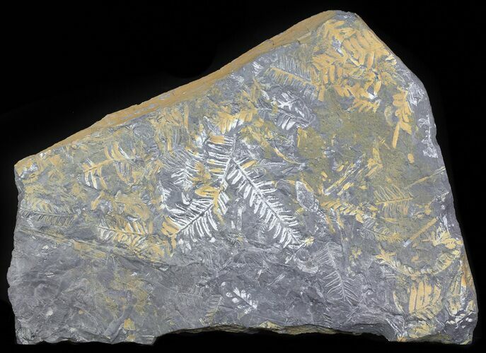 Wide Fossil Seed Fern Plate - Pennsylvania #63321